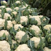 花菜冷庫設(shè)計(jì)安裝費(fèi)用大概需要多少錢？