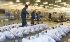 零下60度金槍魚冷庫造價需要多少錢？