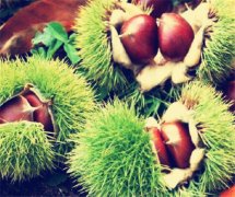 建造存放5000噸冷庫工程造價(jià)多少錢，板栗溫度要求多少