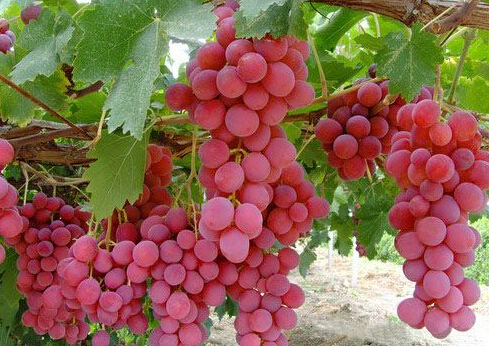 開冉為上?？蛻艚ㄔO紅提葡萄保鮮冷藏庫一座