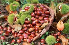 想建板栗冷庫，100噸板栗冷藏庫價(jià)格多少