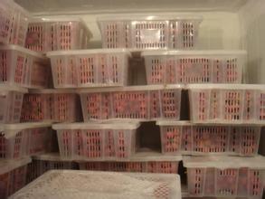 200噸葡萄保鮮庫(kù)建造，1000m3葡萄放冷庫(kù)可以放多久